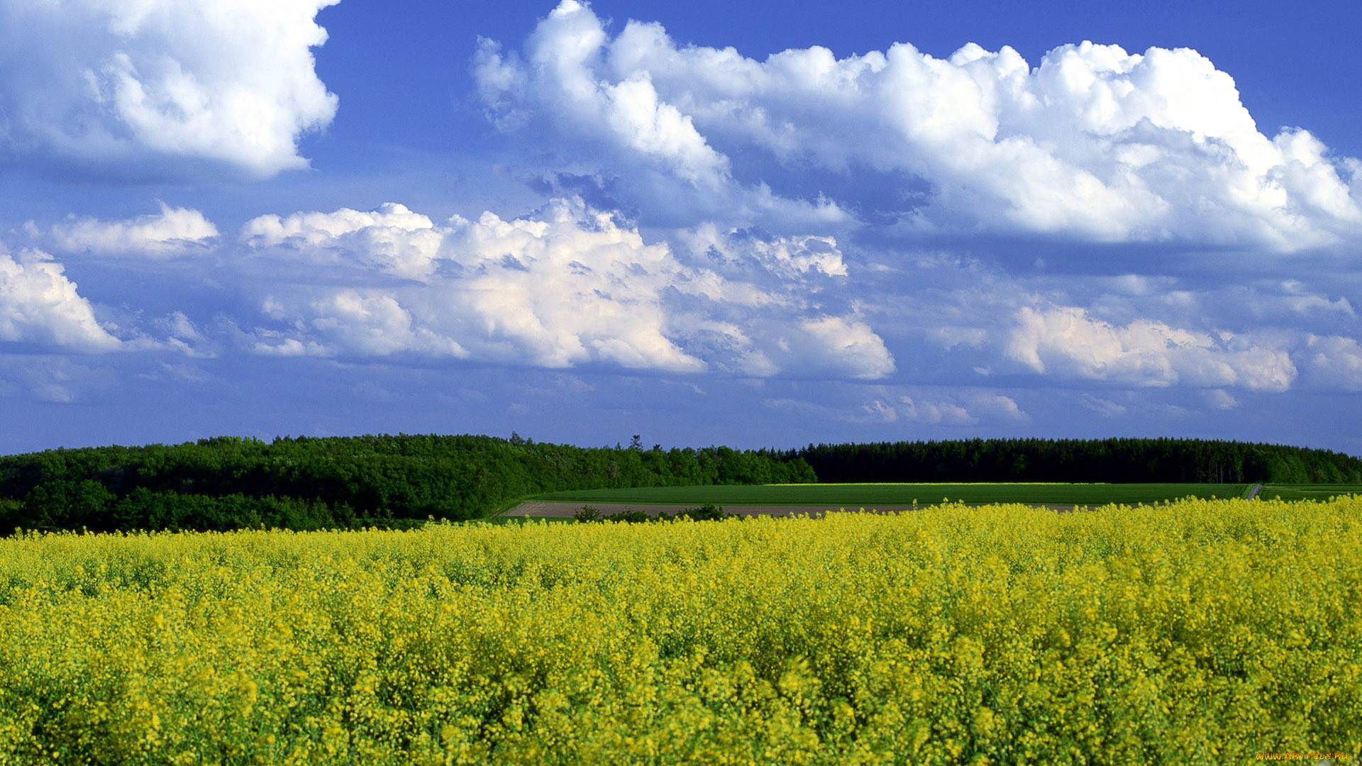 4 fields. Лесополосы на полях. Панорама летняя. Лето поле лесополоса. Тюменская природа поле.